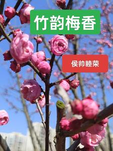 竹韵阅读答案